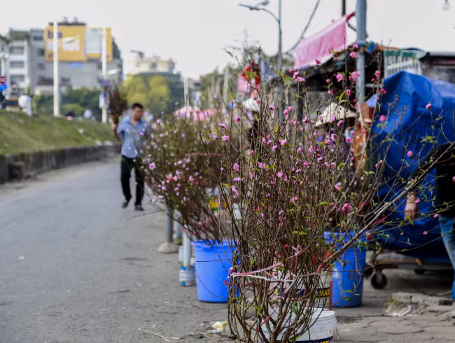 Đào nở sớm, người dân rủ nhau mua về chơi Tết Dương lịch - Hình 9 Dao no som, nguoi dan ru nhau mua ve choi Tet Duong lich-Hinh-9