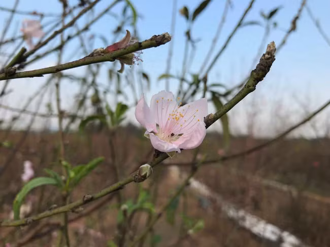 Đào nở sớm, người dân rủ nhau mua về chơi Tết Dương lịch - Hình 16 Dao no som, nguoi dan ru nhau mua ve choi Tet Duong lich-Hinh-16