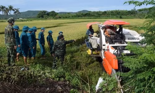 Vụ hè thu năm 2021, xã An Chấn, huyện Tuy An gieo sạ hơn 71ha lúa. Hiện toàn xã An Chấn đang áp dụng giãn cách theo Chỉ thị 16 của Thủ tướng Chính phủ nên người dân chưa thể ra đồng gặt lúa được.