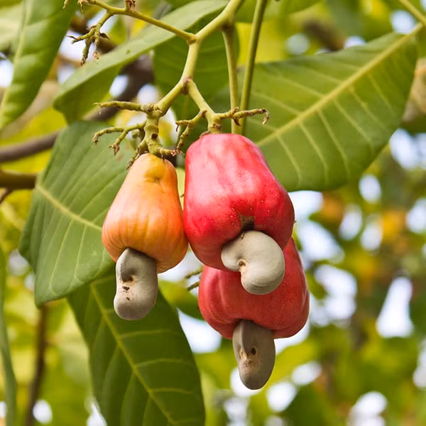Cây đào lộn hột có giá trị kinh tế rất cao, quả giả hay là cuống quả rất giàu vitamin C, có thể ăn tươi, hoặc ép lấy dịch cho lên men làm rượu nhẹ, nước giải khát lên men. Tuy nhiên không nên ăn nhiều trái tươi vì có thể gây tưa lưỡi. Rượu chế biến từ quả giả này dùng xoa bóp khi đau nhức, súc miệng chữa viêm họng, chống nôn mửa.