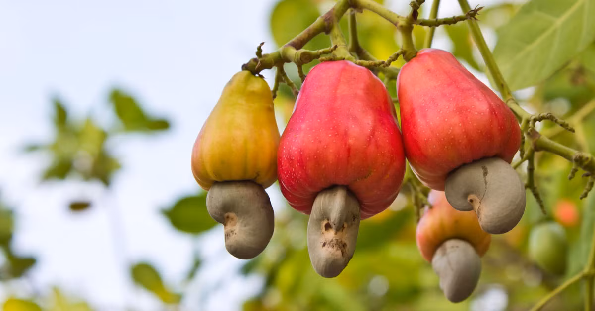 Loài cây độc đáo ở Việt Nam này cao từ khoảng 3m đến 9m. Lá mọc so le, cuống ngắn, hoa nhỏ, màu trắng có mùi thơm dịu. Quả khô, không tự mở, hình quả thận, dài 2–3cm, vỏ ngoài cứng, mặt hõm vào, cuống quả phình to thành hình trái lê hay đào, màu đỏ, vàng hay trắng.