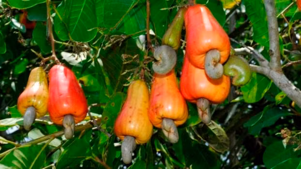 Loài thực vật này là một trong những loài cây kỳ lạ ở Việt Nam nổi tiếng nhất. Có tên Việt Nam là điều hay đào lộn hột, tên gọi của chúng xuất phát từ quả của cây này có hình dáng độc đáo, hột lộn ra ngoài, gắn vào dưới đáy quả rất dị.