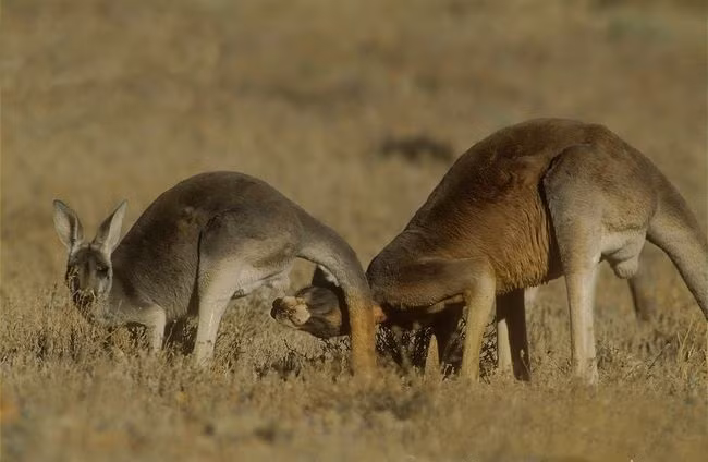 Không giống như các loài động vật khác có mùa sinh sản cố định, kangaroo có thể sinh sản quanh năm. Tuy vậy, chúng thường chọn khoảng thời gian cuối xuân, đầu hè, khi cây cỏ phát triển tốt nhất để hẹn hò, yêu đương.