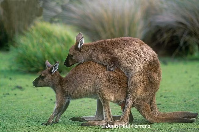 Trong tự nhiên, cảnh tượng kangaroo giao phối tuy không phải là hiếm xảy ra nhưng cũng chỉ có ít nhiếp ảnh gia may mắn ghi lại được.
