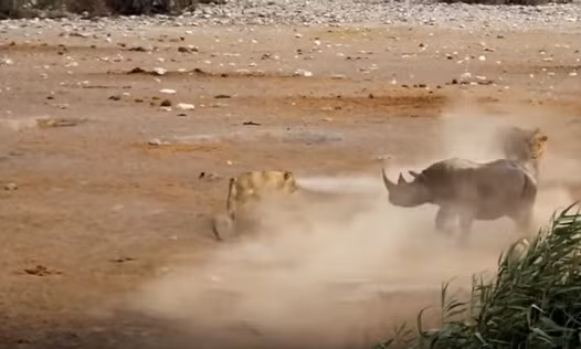 Không ai ngờ rằng một giây trước nó vẫn còn bị mắc kẹt, một giây sau đã lao lên bờ kịch chiến với đàn sư tử hung dữ.