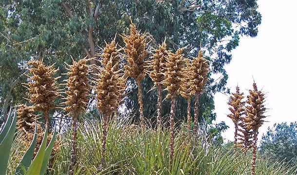 Cây ăn thịt cừu, tên khoa học là Chilensis Puya, có nguồn gốc ở Chile. Loài cây này tuy không có độc nhưng có thể giết chết những loài động vật cỡ trung như cừu muốn ăn nó bằng cách mắc gai trong miệng của những động vật này. Khi những động vật này bi đau, bị vướng, không thể tiêu hóa thức ăn, chúng thường sẽ chết đói và xác của chúng sẽ mục nát trong đất, hóa thành chất dinh dưỡng nuôi lại cây. (Nguồn List 25)