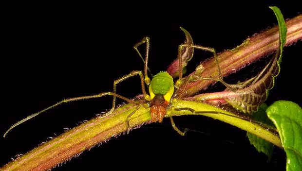 Có thể có khoảng 10.000 loài nhện Daddy Longlegs và các nhà khoa học vẫn đang tìm kiếm những loài mới. Điều này là do loài Daddy Longlegs đi "du lịch" không ổn định. Vì vậy ngay sau khi bị gián đoạn bởi sự phân chia địa lý như một dòng sông hoặc một ngọn núi, quần thể nhện bị tách ra sẽ trở thành một phân loài mới. Đây cũng là lý do tại sao một số phân loài Daddy Longlegs khác nhau có ngoại hình hoàn toàn khác biệt. (Nguồn Boredomtherapy)