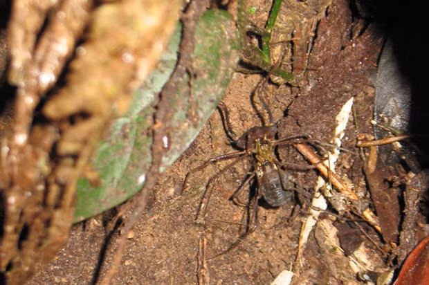 Trong hầu hết các loài nhện Daddy Longlegs, con đực có thể được nhận diện bởi chân dài hơn, có các tuyến đặc biệt mà phụ nữ không có. Tuy nhiên ở một số loài, có hai loại nam giới khác hẳn nhau. Một loại nhện đực có ngoại hình khác hẳn với nhện cái và một loại nhện đực gọi là "nhện đực lén lút" có ngoại hình cực giống nhện cái. Giống đến mức những con nhện đực này có thể đến gần với nhện cái để giao phối mà không gặp bất cứ sự cạnh tranh nào. (Nguồn Boredomtherapy)