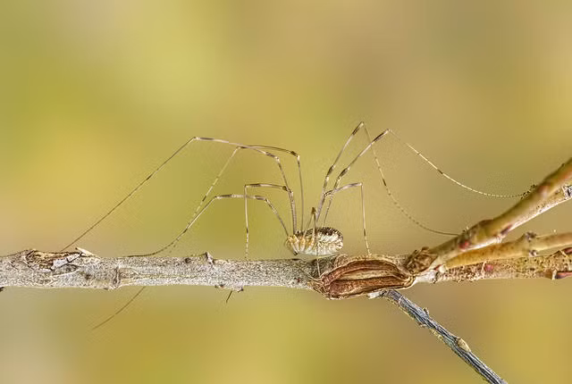 Nghi thức giao phối của loài nhện Daddy Longlegs cho đến nay vẫn là một bí ẩn. Các nhà khoa học chỉ tìm ra rằng chúng thụ thai ngoài, những con đực sản xuất tinh trùng và đưa về phía con cái nhưng quá trình như thế nào thì chưa một ai được chứng kiến. (Nguồn Boredomtherapy)