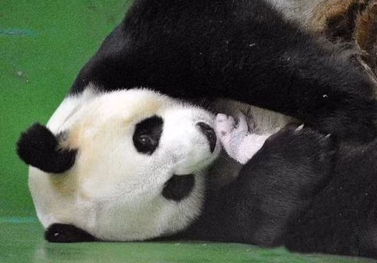 Cách đây hai năm, vào ngày 29/7/2015, gấu trúc mẹ có tên là Ju Xiao đã sinh ba cực hiếm, ba con gấu trúc sinh ba này ra đời một cách thuận lợi, khỏe mạnh đánh dấu bước ngoặt lớn của con người trong công nghệ phối giống nhân tạo tại quốc gia này. (Nguồn Sina)