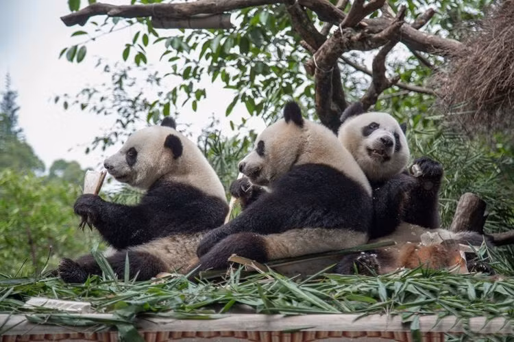 Cả ba đều rất vui vẻ, thân thiện với các du khách. (Nguồn Sina) Hiện nay, ba hài lòng, trọng lượng cơ thể trên 60 kg. Theo giới thiệu của nhà lai tạo, sinh ba gấu trúc khổng lồ sinh ra trong những ngày đầu, các lương thực chính trong vú sữa một nhu cầu ngày uống sữa 7-9 lần, sau đó dần dần giảm xuống 14-16 tháng tuổi, theo nhu cầu dinh dưỡng sẽ Biến đổi các thực phẩm bổ sung. Hiện nay, ba hài lòng, trọng lượng cơ thể trên 60 kg. Theo giới thiệu của nhà lai tạo, sinh ba gấu trúc khổng lồ sinh ra trong những ngày đầu, các lương thực chính trong vú sữa một nhu cầu ngày uống sữa 7-9 lần, sau đó dần dần giảm xuống 14-16 tháng tuổi, theo nhu cầu dinh dưỡng sẽ Biến đổi các thực phẩm bổ sung. Hiện nay, ba hài lòng, trọng lượng cơ thể trên 60 kg. Theo giới thiệu của nhà lai tạo, sinh ba gấu trúc khổng lồ sinh ra trong những ngày đầu, các lương thực chính trong vú sữa một nhu cầu ngày uống sữa 7-9 lần, sau đó dần dần giảm xuống 14-16 tháng tuổi, theo nhu cầu dinh dưỡng sẽ Biến đổi các thực phẩm bổ sung. Hiện nay, ba hài lòng, trọng lượng cơ thể trên 60 kg. Theo giới thiệu của nhà lai tạo, sinh ba gấu trúc khổng lồ sinh ra trong những ngày đầu, các lương thực chính trong vú sữa một nhu cầu ngày uống sữa 7-9 lần, sau đó dần dần giảm xuống 14-16 tháng tuổi, theo nhu cầu dinh dưỡng sẽ Biến đổi các thực phẩm bổ sung. Hiện nay, ba hài lòng, trọng lượng cơ thể trên 60 kg. Theo giới thiệu của nhà lai tạo, sinh ba gấu trúc khổng lồ sinh ra trong những ngày đầu, các lương thực chính trong vú sữa một nhu cầu ngày uống sữa 7-9 lần, sau đó dần dần giảm xuống 14-16 tháng tuổi, theo nhu cầu dinh dưỡng sẽ Biến đổi các thực phẩm bổ sung.