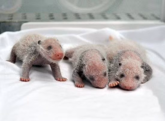3 con gấu trúc con chào đời cách nhau không quá 4 tiếng đồng hồ và hiện có cân nặng từ 0,22 đến 0,35kg. (Nguồn Sina)