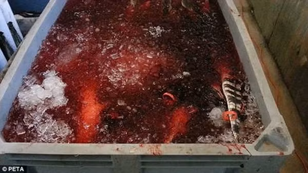 Sau khi bị lột da một cách ghê rợn, những con cá sấu bị vứt vào thùng đá đầy máu của đồng loại và chính mình.