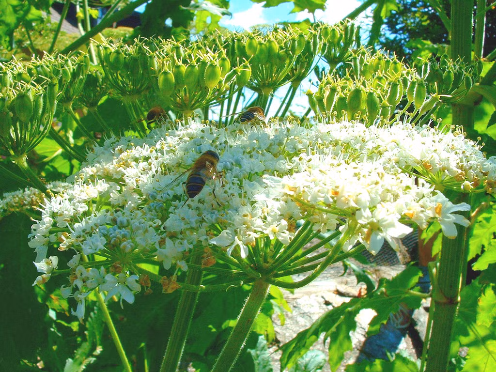 Heracleum mantegazzianum có thân thẳng, rỗng ở trong, lá hơi giống lá cây đu đủ nhưng phía ngoài thân và cành lá có rất nhiều gai nhỏ như sợi tóc, nhọn, dài từ 2–7 cm.