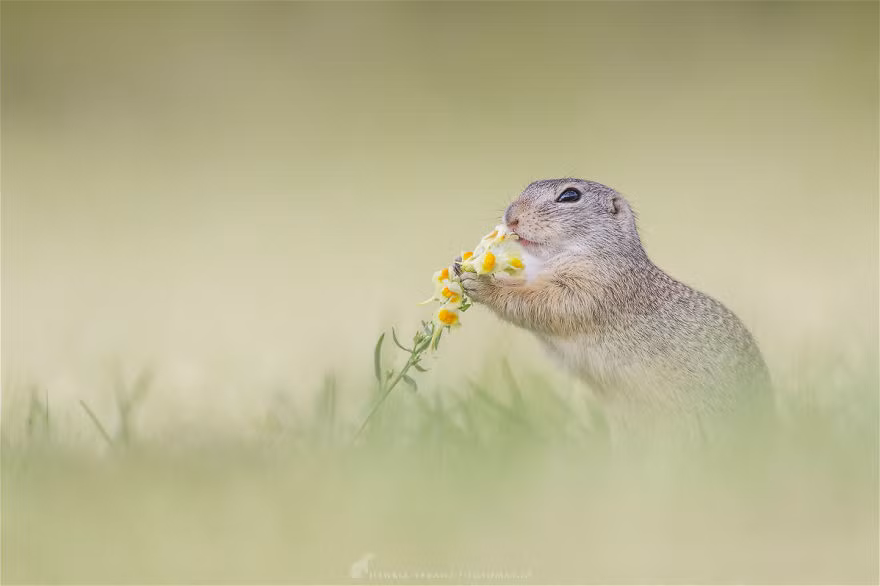 Chúng là một trong những loài động vật rất biết cách hưởng thụ cuộc sống. (Nguồn Bored Panda)