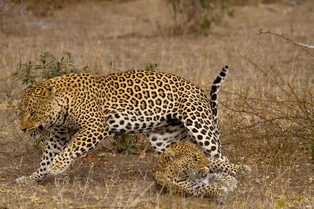 (Nguồn Londolozi)