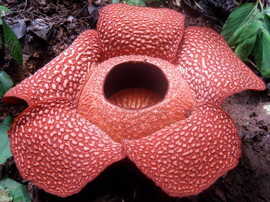 Rafflesia arnoldii, một trong những loài hoa lớn nhất và hiếm nhất trên thế giới, loài hoa này thích hợp xuất hiện trong những bộ phim hoạt hình hoặc khoa học viễn tưởng hơn là một cuốn tiểu thuyết lãng mạn. Không có bất kỳ một chiếc rễ hoặc một chiếc lá nào, loài hoa quái dị này được biết đến là loài hoa ký sinh, nảy mầm từ vỏ nứt của cây. Khi bung nở, loài hoa này sẽ khiến bạn "ngợp" bởi nó có mùi thịt thối rữa nồng nặng. Mùi thối này sẽ giúp Rafflesia arnoldii thu hút các loại côn trùng đến thụ phấn cho mình.