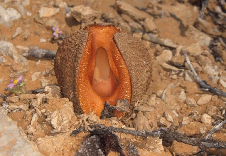 Hydnora africana, nhìn giống như một loài thực vật ngoài hành tinh hơn là một bông hoa. Đây là một loài cây ký sinh được xếp vào loại lạ lùng nhất trên thế giới, sinh sống chủ yếu ở những khu vực ven biển từ Nam Phi đến tây nam Angola. Mặt trong của cánh hoa có màu đỏ tươi rất bắt mắt, có mục đích sinh học là thu hút côn trùng. Khi nở, hoa có mùi cực khó chịu, giống như mùi chất thải.