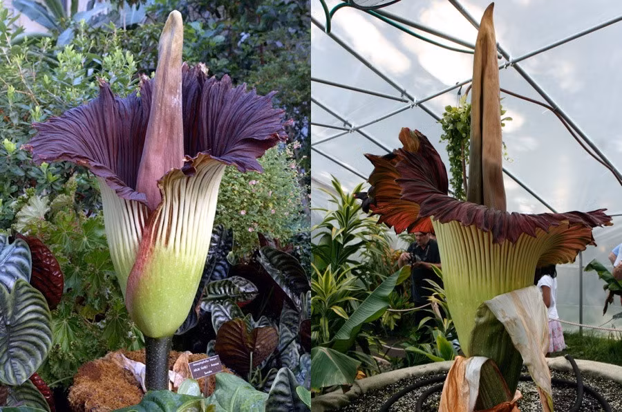 Corpse Lily, loài hoa khổng lồ có mùi xác chết. Có tên khoa học là Amorphophallus titanum, đây là loài hoa lớn nhất, đỏng đảnh nhất và kiêu kỳ nhất thế giới vì rất hiếm khi nở, nở không theo bất cứ quy luật nào. Tuy vậy, ngoài kích thước thì người ta không thể tìm thấy lý do tại sao loài hoa này kiêu kỳ đến vậy, Khi nở, loài hoa này có mùi hương hôi thối khủng khiếp nên còn được gọi là hoa xác thối. Có nhiều mô tả về sự hôi thối của Corpse Lily như đôi tất đẫm mồ hôi lâu năm, phân người, cá thối tanh nồng...