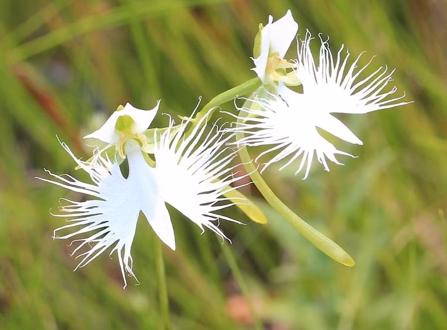 Hoa lan cò trắng, tên khoa học là Pecteilis radiata hay Habenaria radiata là một trong những loài hoa rất quý hiếm, được tìm thấy ở các quốc gia như Nhật Bản, Hàn Quốc, Trung Quốc và Nga. Khi nở hoa có hình dạng như một chú cò trắng đang sải cánh, đẹp thanh khiết, mơ hồ. Vì rất hiếm khi xuất hiện và nở hoa nên lan cò trắng bị săn lùng nhiều, dẫn đến việc ngày càng khan hiếm.