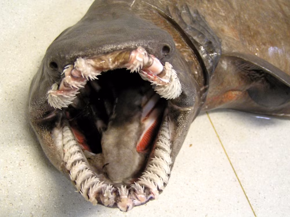 Cá mập Frilled: Loài Chlamydoselachus anguineus hay còn gọi là cá mập Frilled có bộ hàm đáng sợ với nhiều hàng răng sắc nhọn. Chúng sống ở đáy biển tại độ sâu 1.500 m và có thể dài đến 1,8 m. Cá mập Frilled có cú cắn cực mạnh khiến con mồi tê liệt ngay lập tức. Do có hàm lớn, chúng có thể ăn con mồi to bằng nửa thân mình. Ảnh: Therichest.