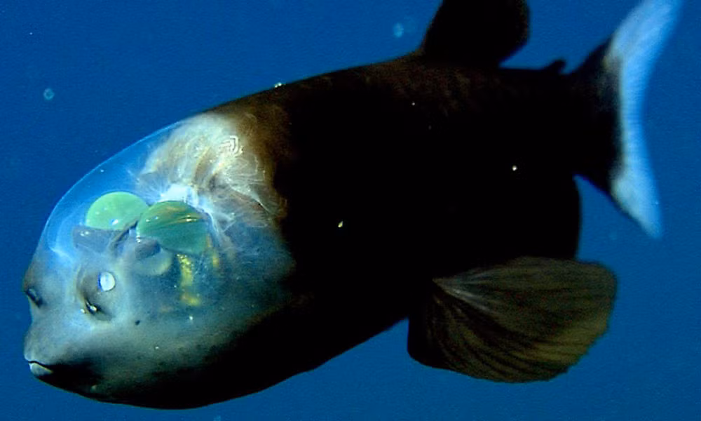 Cá Barreleye: Loài cá không răng này sinh sống ở các vùng nước nhiệt đới thuộc Đại Tây Dương, Thái Bình Dương và Ấn Độ Dương. Chúng có nửa trên phần đầu trong suốt để hấp thụ nhiều ánh sáng hơn ở đáy biển. Ảnh: Pinterest.