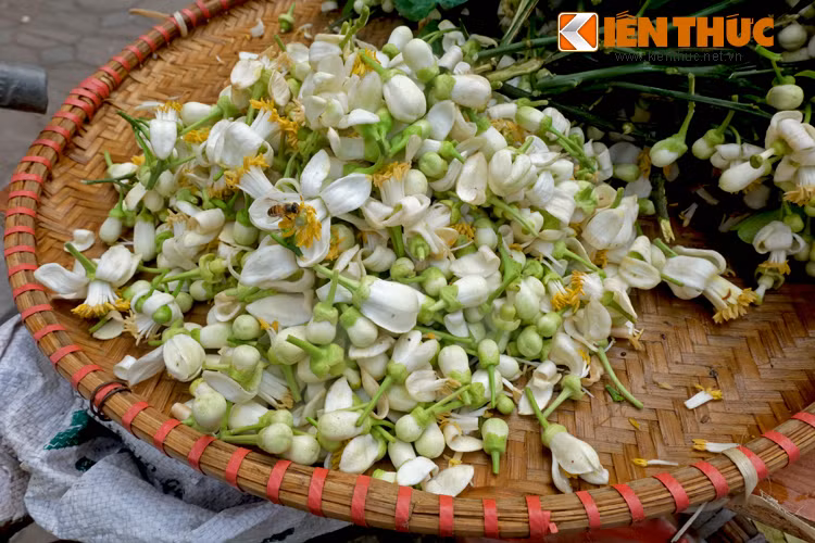 Những bông hoa bưởi rụng khỏi cành cũng được gom lại trong mẹt để bán với giá "mềm" hơn so với hoa trên cành. Mùi thơm của hoa thu hút các loại ong bướm bay đến.