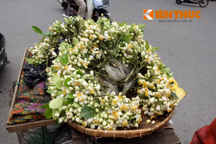 Vì thế, dù vội vàng buổi sáng sớm hay chiều muộn, người Hà Nội vẫn chẳng vội trước những gánh hàng hoa bưởi nồng nàn xuống phố.