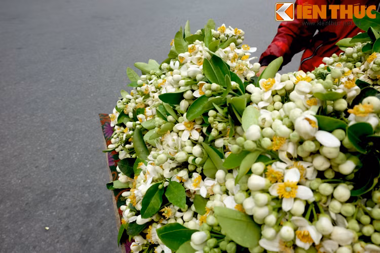 Mùi thơm của hoa bưởi khiến cho không khí nồm ẩm của tháng 2, tháng 3 bớt khó chịu.