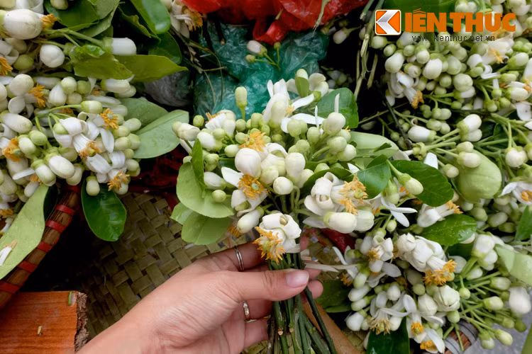 Hoa được lấy nhiều ở các vườn Diễn, Thạch Thất, Xuân Mai. Các cành hoa không dùng kéo, dao để cắt mà đều bẻ bằng tay. Hoa được bó thành các chùm nhỏ, mỗi chùm có đủ cả nụ, hoa và lá.