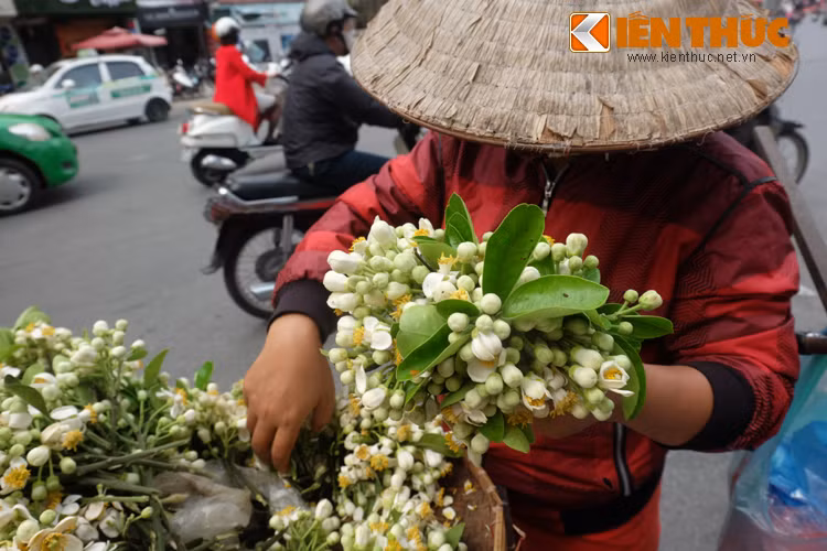Những gánh hàng hoa bưởi tô điểm thêm những nét đẹp dịu dàng, thanh bình cho phố phường Hà Nội. Giữa những bộn bề và màu sắc rực rỡ của thủ đô, hương hoa bưởi trắng tinh khôi như muốn níu chân người.