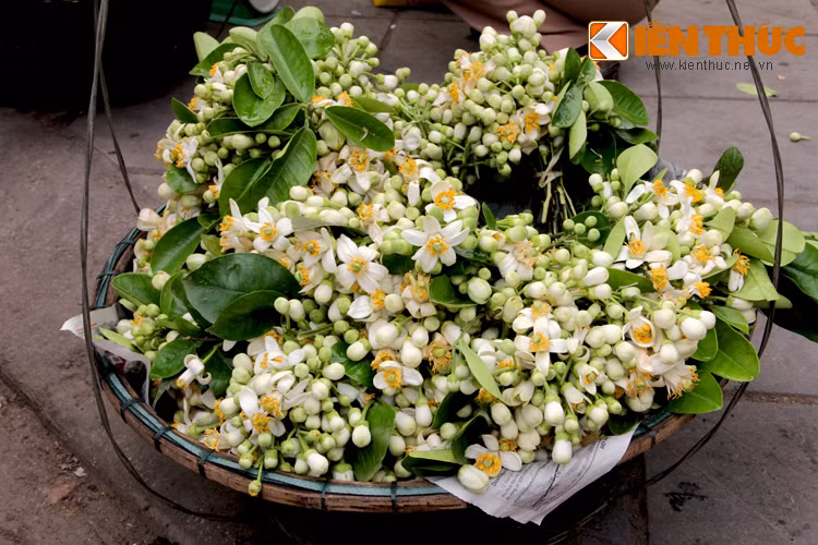 Hà Nội luôn khiến người ta yêu thương, nhung nhớ vì những điều đặc biệt, một ngõ nhỏ, một món ngon đậm hương vị riêng hay là gánh hàng hoa theo người xuống phố. Những ngày này, các con phố Hà Nội thoảng hương hoa bưởi khiến bất cứ ai cũng nao lòng xốn xang.