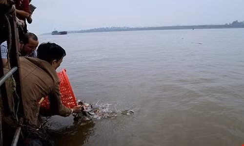 Ngay khi có phản ánh này, Giám đốc Sở NN&amp;PTNT Hà Nội cho biết đã chỉ đạo cán bộ xác minh thông tin phóng sinh cá chim trắng xuống sông Hồng gây xôn xao dư luận. Giám đốc Sở Nông nghiệp thông tin thêm, hôm 9/2, Chi cục Thủy sản tiếp tục xuống làm việc với chính quyền nếu phát hiện có phóng sinh cá chim trắng sẽ kiến nghị xử phạt theo quy định, chứ không thể bắt lại được. Ảnh: Vietnamnet.
