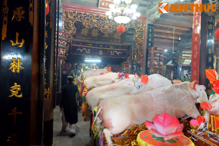 Lợn phải được trang trí đẹp, lớp da sạch sẽ, không có vết thâm. Ông Lợn nào đẹp nhất sẽ được đặt phía trong cùng, sát nơi thờ Thành Hoàng làng.