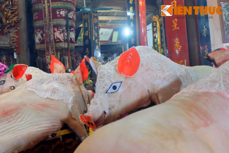 Các phần chân, tai, mắt, mũi... của ông Lợn đều được trang trí sao cho bắt mắt. Trong quá trình nuôi, các “ông” lợn được chăm sóc cận thận, ăn thức ăn sạch như cháo gạo tám, uống nước mía, được mắc màn tránh muỗi và dùng điều hòa để đảm bảo nhiệt độ phù hợp. Nếu “ông” lợn bị ốm, gia đình nhận nuôi phải làm lễ ra đình xin Thành Hoàng để được tai qua nạn khỏi.