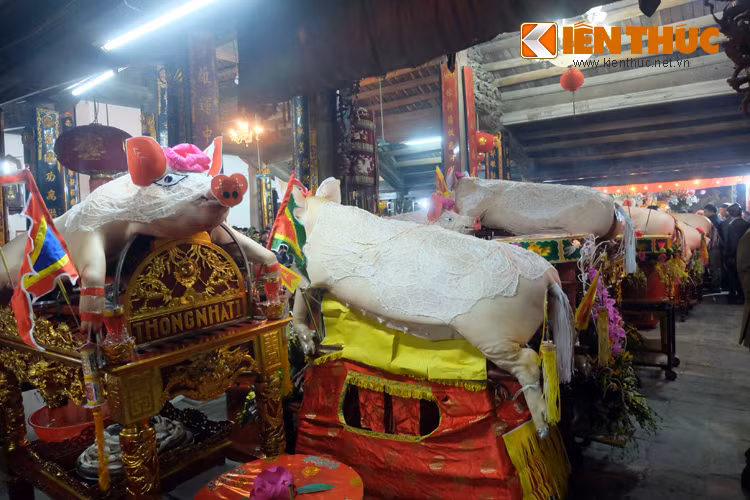 17 “ông Lợn” của các thôn tại làng La Phù có trọng lượng ít nhất gần 200kg, nhiều nhất lên đến hơn 300kg được người dân rước kiệu, trang trí đẹp mắt dâng tế Thành Hoàng của làng.