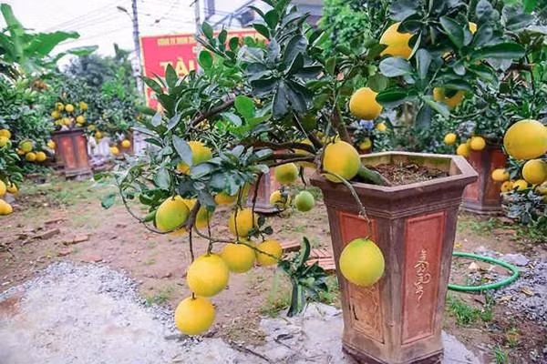 Bưởi bonsai cỡ nhỏ được trồng trong chậu có hình dáng thấp, cây và quả luôn được chăm sóc tươi tốt, đẹp mắt. .