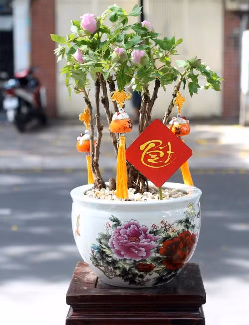 Hoa mẫu đơn chơi Tết có nguồn gốc ôn đới nên muốn phát triển tốt tại Việt Nam phải trồng và chăm sóc đúng kỹ thuật.
