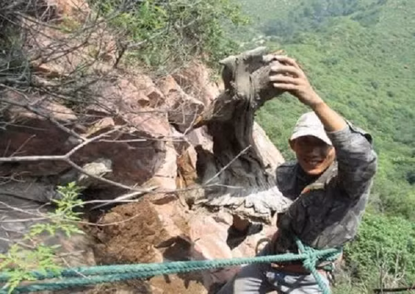 Đó chính là gỗ nhai bách - loại gỗ quý hiếm nổi tiếng và có giá trị thẩm mỹ cao được rất nhiều người yêu thích. Đặc biệt là phần rễ của cây nhai bách hay còn gọi là lũa nhai bách có hình dáng vô cùng độc đáo lại có mùi thơm quyến rũ nên thường được dùng nhiều để tạo ra những tác phẩm điêu khắc.