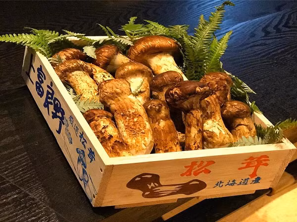 Quý hiếm là vậy, đến khi chế biến để giữ được đúng giá trị của nó còn quý hơn. Mùi thơm của nấm Tùng Nhung tập trung nhiều nhất ở phần vỏ bên ngoài.