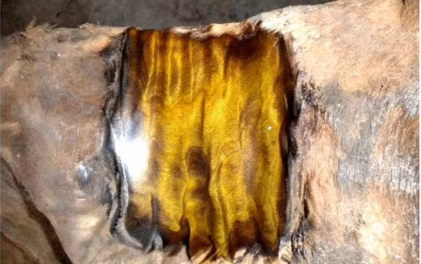 Cây gỗ có màu đen xì, dài hơn 19 mét và nặng tới 5 tấn. Vì kích thước quá lớn nên xe vận chuyển không thể chở, họ đã xẻ cây gỗ thành 2 đoạn và chở về nhà của Lôi Quân.