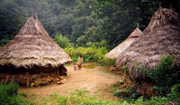 Họ sống khỏe mạnh, gần như không mắc bệnh tật gì trong suốt cuộc đời, thậm chí ngay cả bệnh sâu răng. Theo bộ tộc Kogi, nếu sống thuận theo thiên nhiên thì không thể nào có bệnh được, bệnh tật chỉ là hậu quả của những gì trái với tự nhiên.