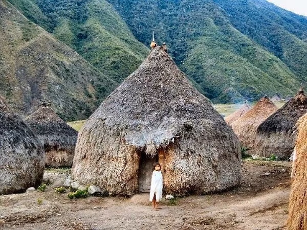Thức ăn chính của người Kogi là hoa quả, rau củ. Họ đặc biệt không ăn thịt. Theo người Kogi: “Trái đất là nơi vạn vật sinh sống, tại sao phải sát sinh những loài động vật vô tội bởi chúng cũng như con người đều biết đau”.