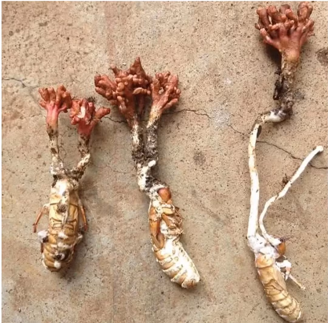 Còn trong y học hiện đại, loại đông trùng này có chứa các hoạt chất quan trọng như Cordycepin, Adenosine, Polysaccharide, Selen, Vitamin, Axit amin…