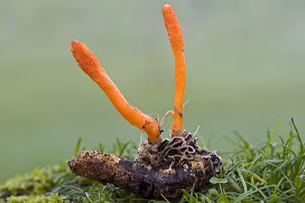 Nấm gyrommitrin cũng có chu kỳ hình thành và sinh trường giống nấm Cordyceps. Loài nấm độc này sẽ sống trong bụng của ve sầu và sẽ lây lan nhanh chóng sang ấu trùng trong mùa sinh sản. Khi chuyển sang mùa mưa thì loại nấm này sẽ phát triển trên mặt đất.