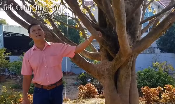 Tại Việt Nam, loài này phân bố tự nhiên nhiều nhất tại những khu rừng thuộc dãy Trường Sơn và các tỉnh từ Quảng Nam, Đà Nẵng cho tới Khánh Hòa. Loài hoa này cũng có nhiều tại các vùng núi ở đồng bằng sông Cửu Long, và tại cao nguyên cũng có, song số lượng ít hơn. (Ảnh: Youtube Cánh Đồng Miền Tây)