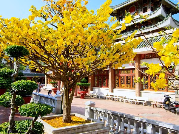 Cây hoa mai có thân cứng, cành giòn, lá nhỏ, hoa to và phẳng, lâu tàn. Mai có dáng vẻ thanh cao. Thân cây mềm mại, lá xanh biếc dịu dàng, hoa tươi rực rỡ…