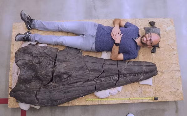Những tái tạo ban đầu của ichthyosaurs cho thấy chúng có cột sống thẳng, và phải đến khi bằng chứng được bảo quản tốt được tìm thấy thì tình trạng cong của xương sống mới trở nên rõ ràng.