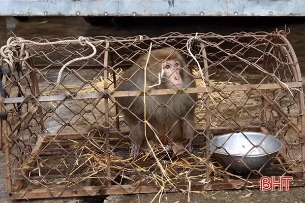 Sau 2 ngày chăm sóc, anh Cường đã đến thông báo cho Hạt Kiểm lâm huyện Kỳ Anh và chính quyền xã Kỳ Phong, tự nguyện giao nộp với mong muốn cá thể khỉ sớm được trở lại hòa nhập với môi trường tự nhiên.