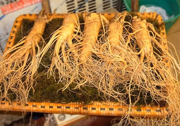 Nhân sâm có vị ngọt, hậu đắng, hơi hàn, công dụng chính là an thần, bồi bổ ngũ tạng, giải khí hư, giúp sáng mắt, bổ não… Vào những năm 1960, các nhà khoa học đã tìm ra một chất đặc biệt trong củ nhân sâm tên Ginsenoside.